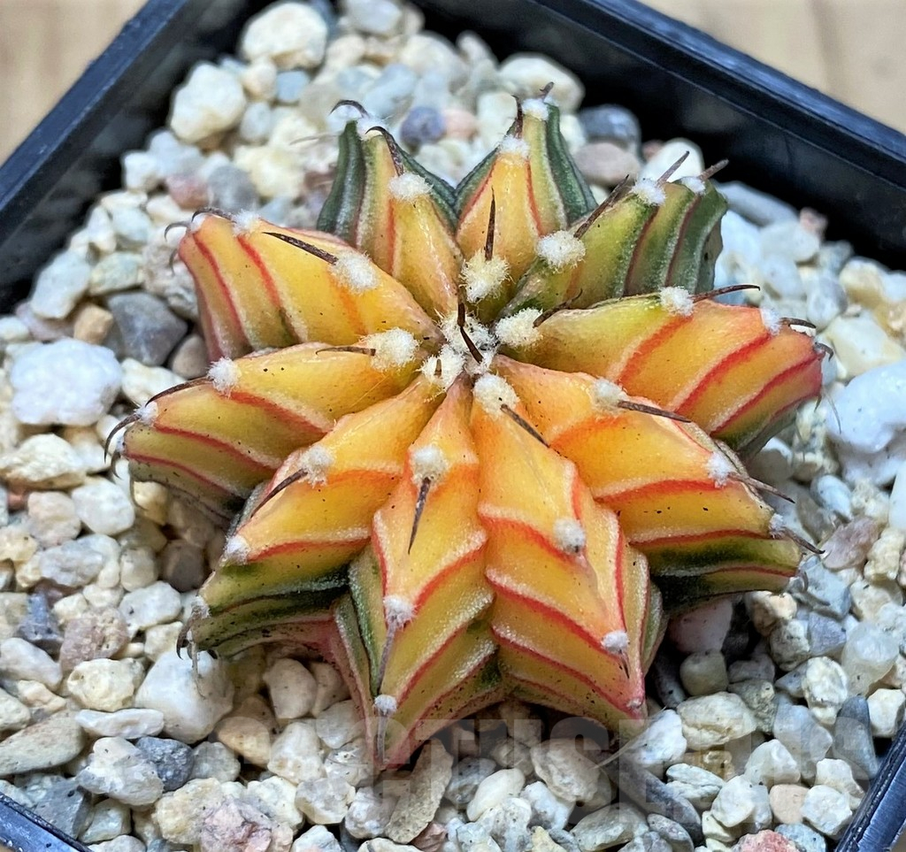 SH2119 Gymnocalycium friedrichii f. variegata, seedling - 画像 (2)