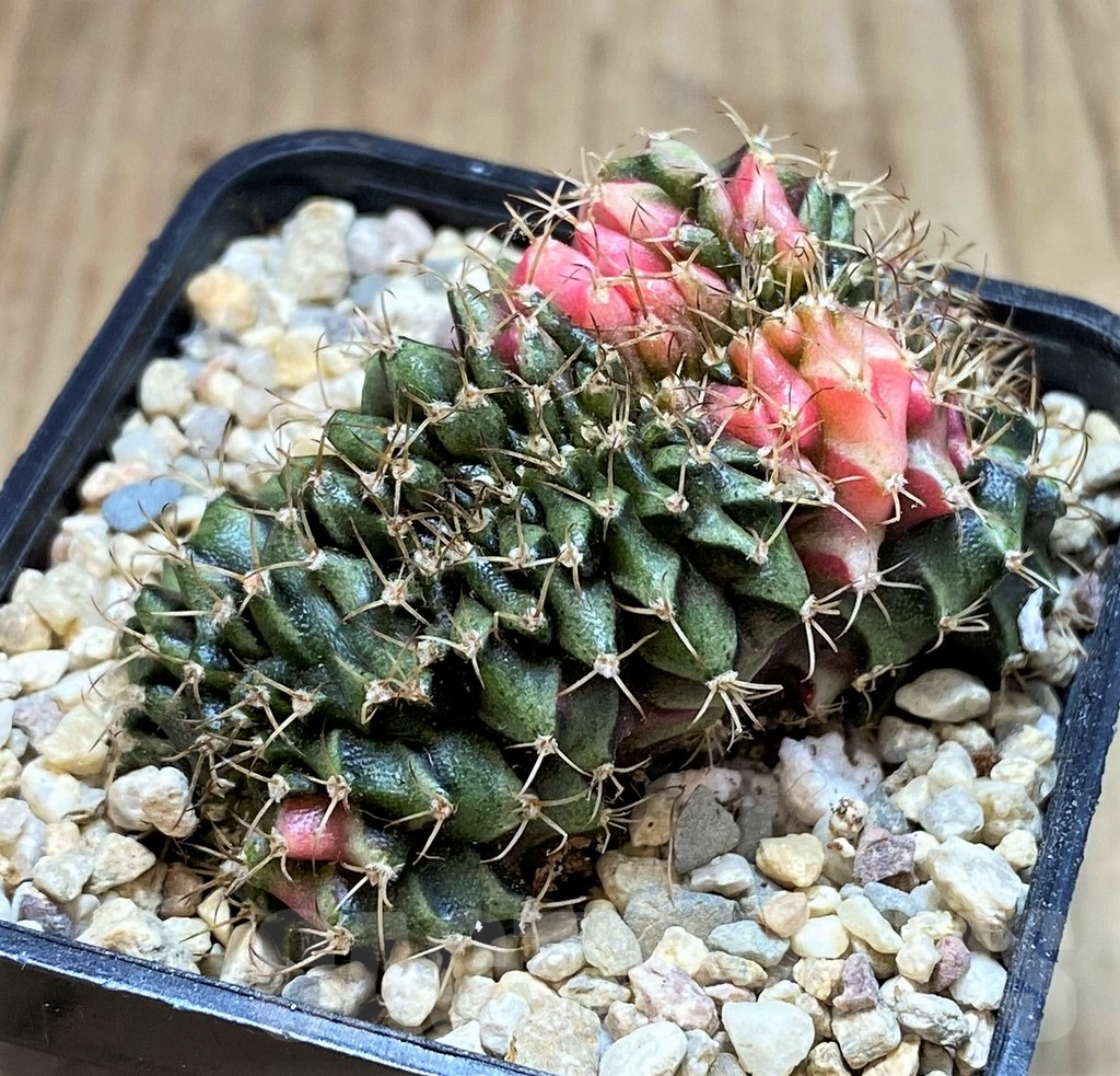 SH2124 Gymnocalycium mihanovichii variegata f. cristata, seedling – Bild 2