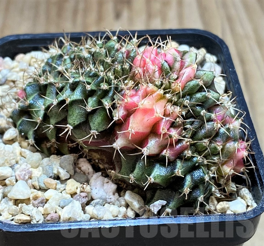 SH2124 Gymnocalycium mihanovichii variegata f. cristata, seedling