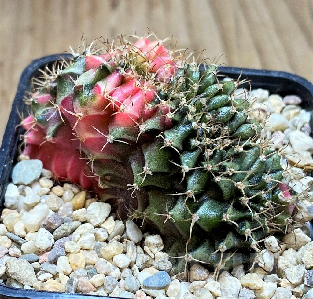 SH2124 Gymnocalycium mihanovichii variegata f. cristata, seedling – Bild 3