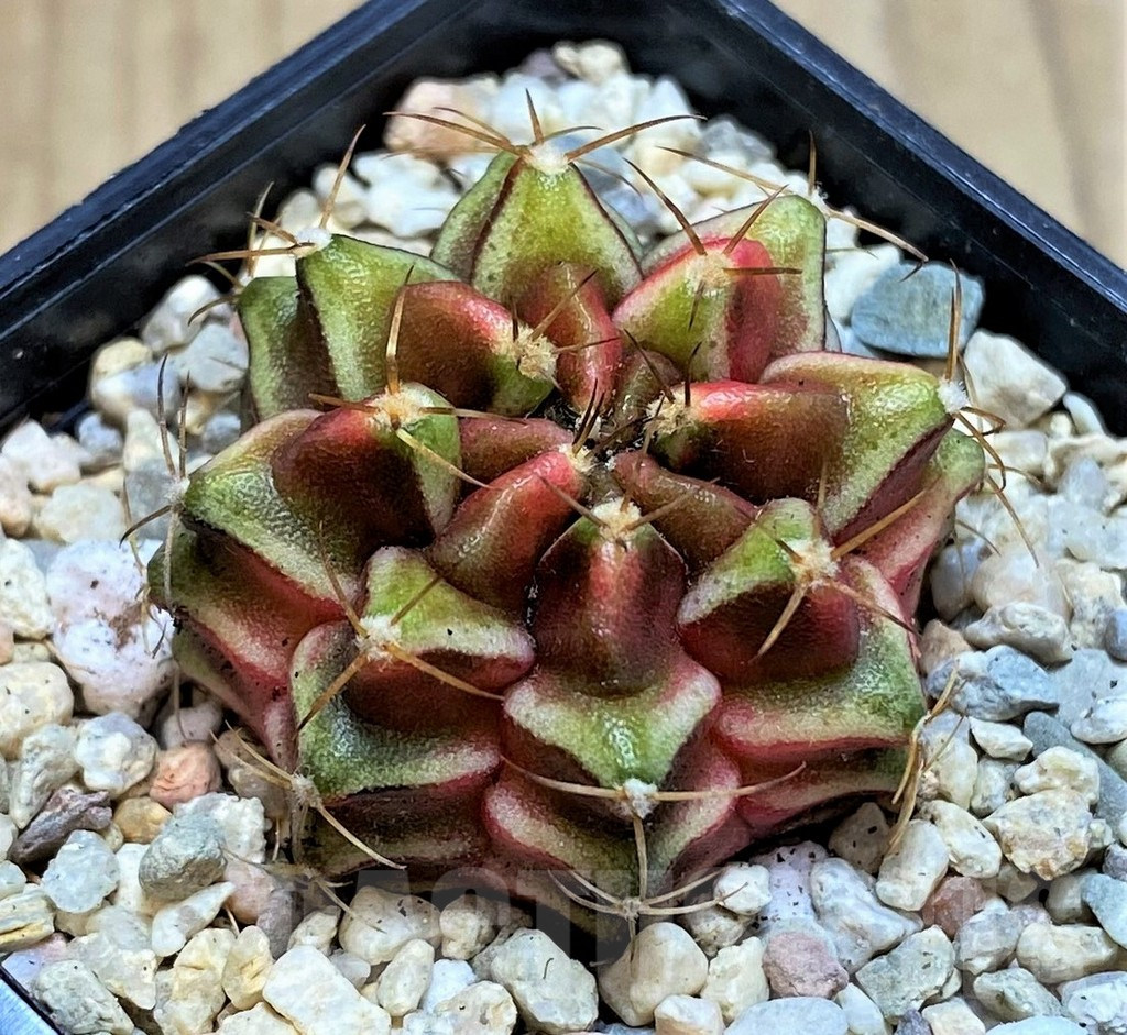 SH2125 Gymnocalycium damsii f. variegata, seedling