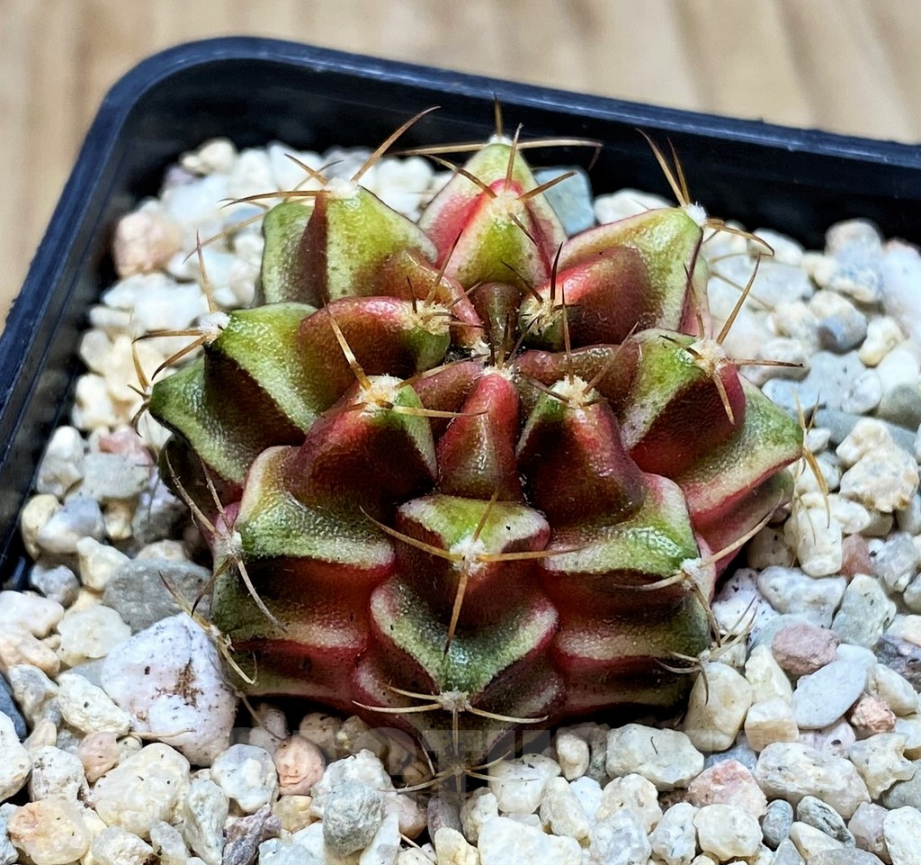 SH2125 Gymnocalycium damsii f. variegata, seedling - Obrázek 2