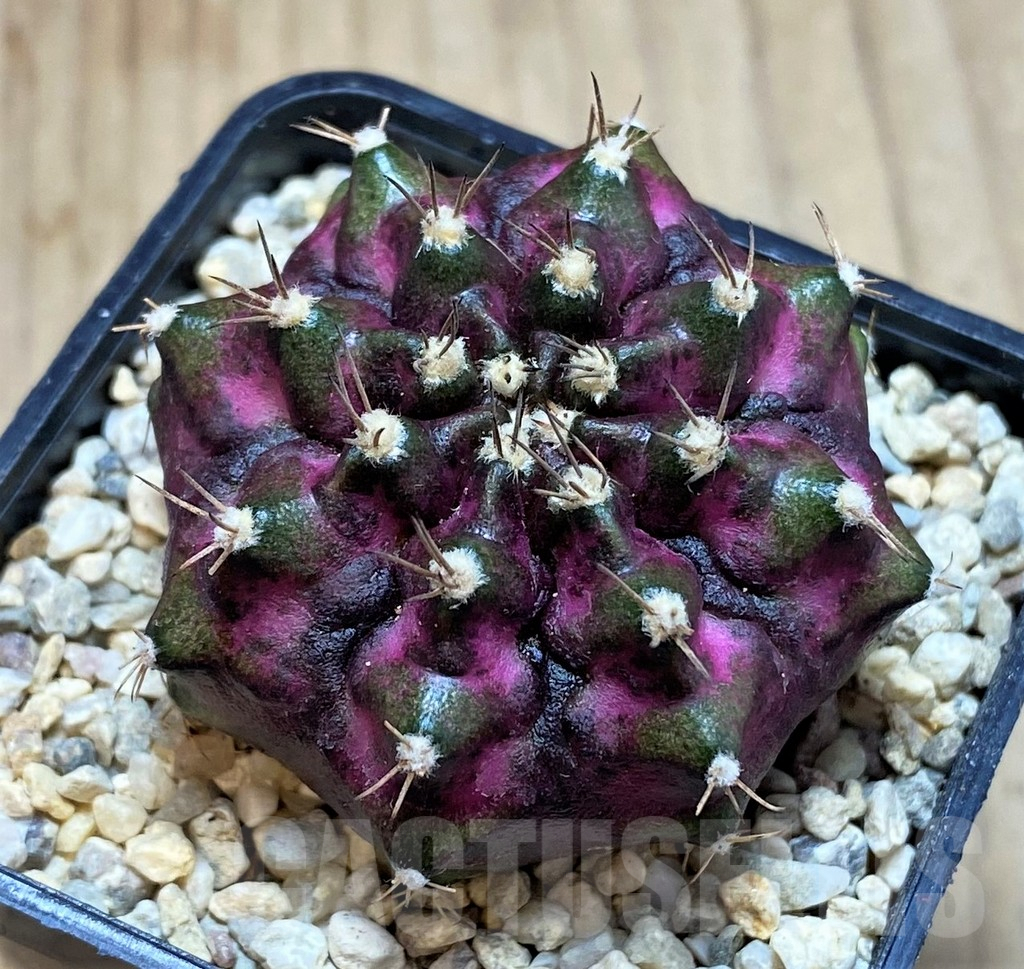 SH2126 Gymnocalycium mihanovichii T-lux, seedling - immagine 2
