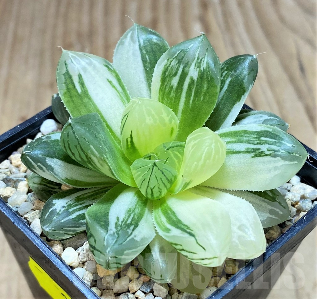 SH2099 Haworthia obtusa ‘Marin’ f. variegata