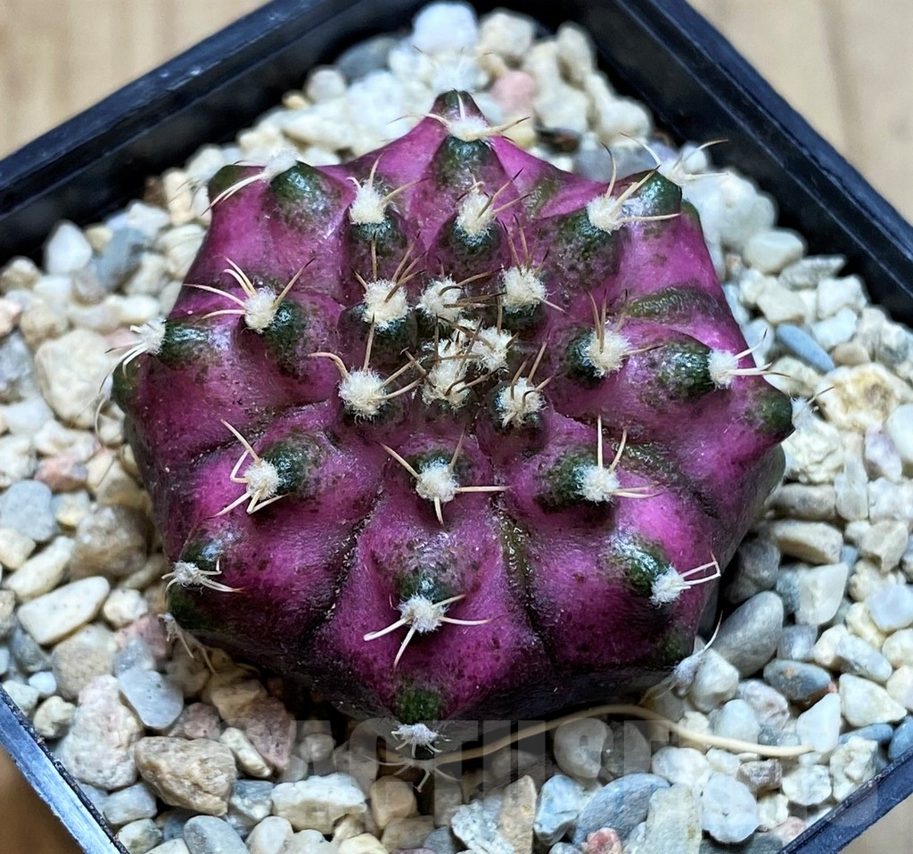 SH2127 Gymnocalycium mihanovichii T-lux, seedling - Imagen 2