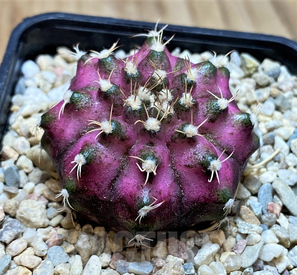 SH2127 Gymnocalycium mihanovichii T-lux, seedling