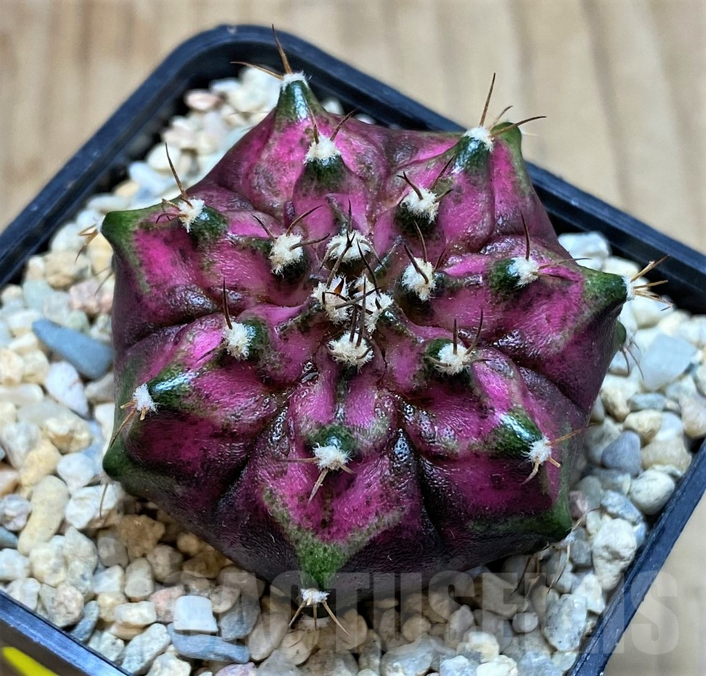 SH2128 Gymnocalycium mihanovichii T-lux, seedling