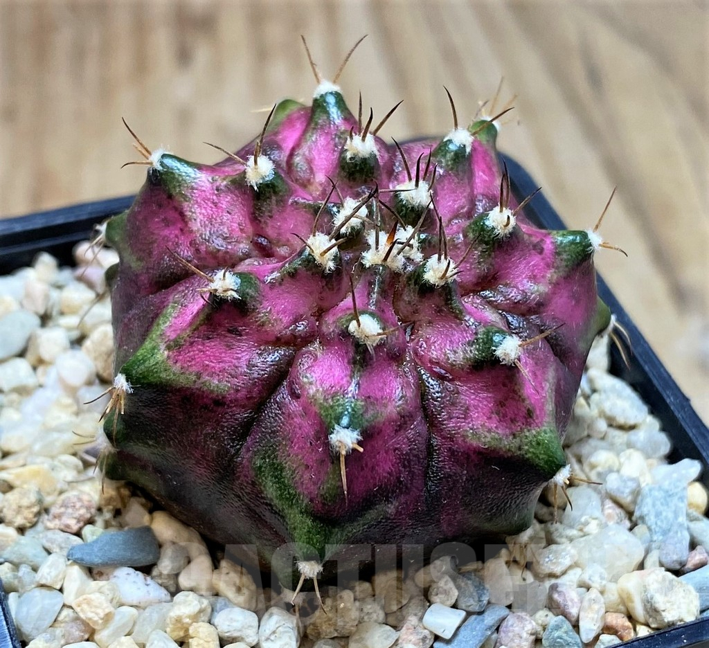 SH2128 Gymnocalycium mihanovichii T-lux, seedling - Зображення 2
