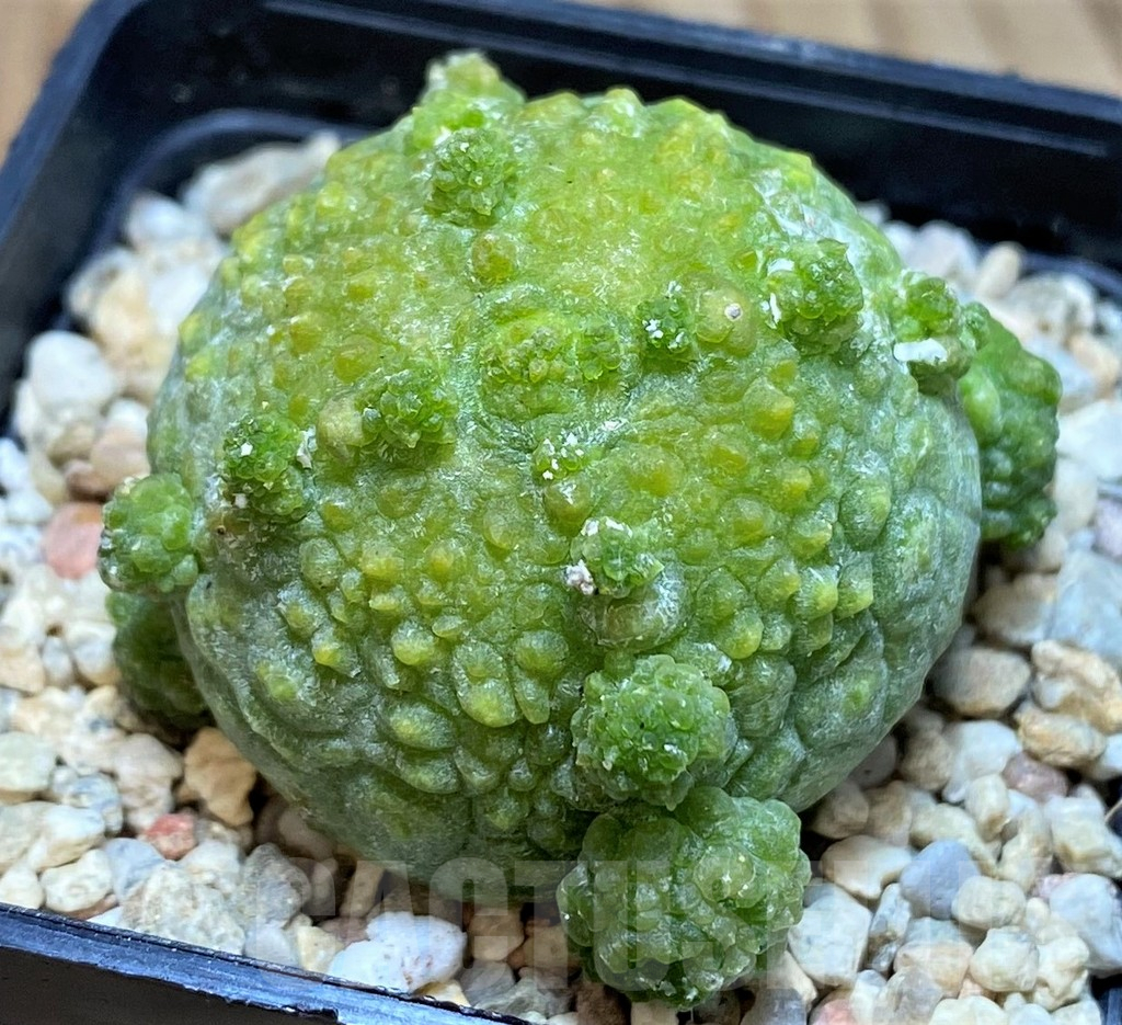 SH2162 Pseudolithos migiurtinus