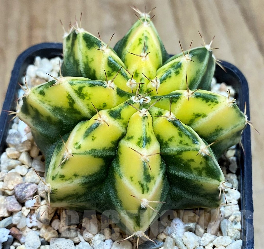 SH2191 Gymnocalycium mihanovichii 'White Bolt'
