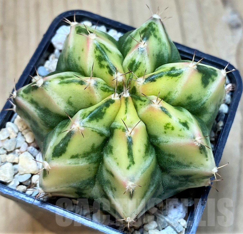SH2192 Gymnocalycium mihanovichii 'White Bolt' - Зображення 2
