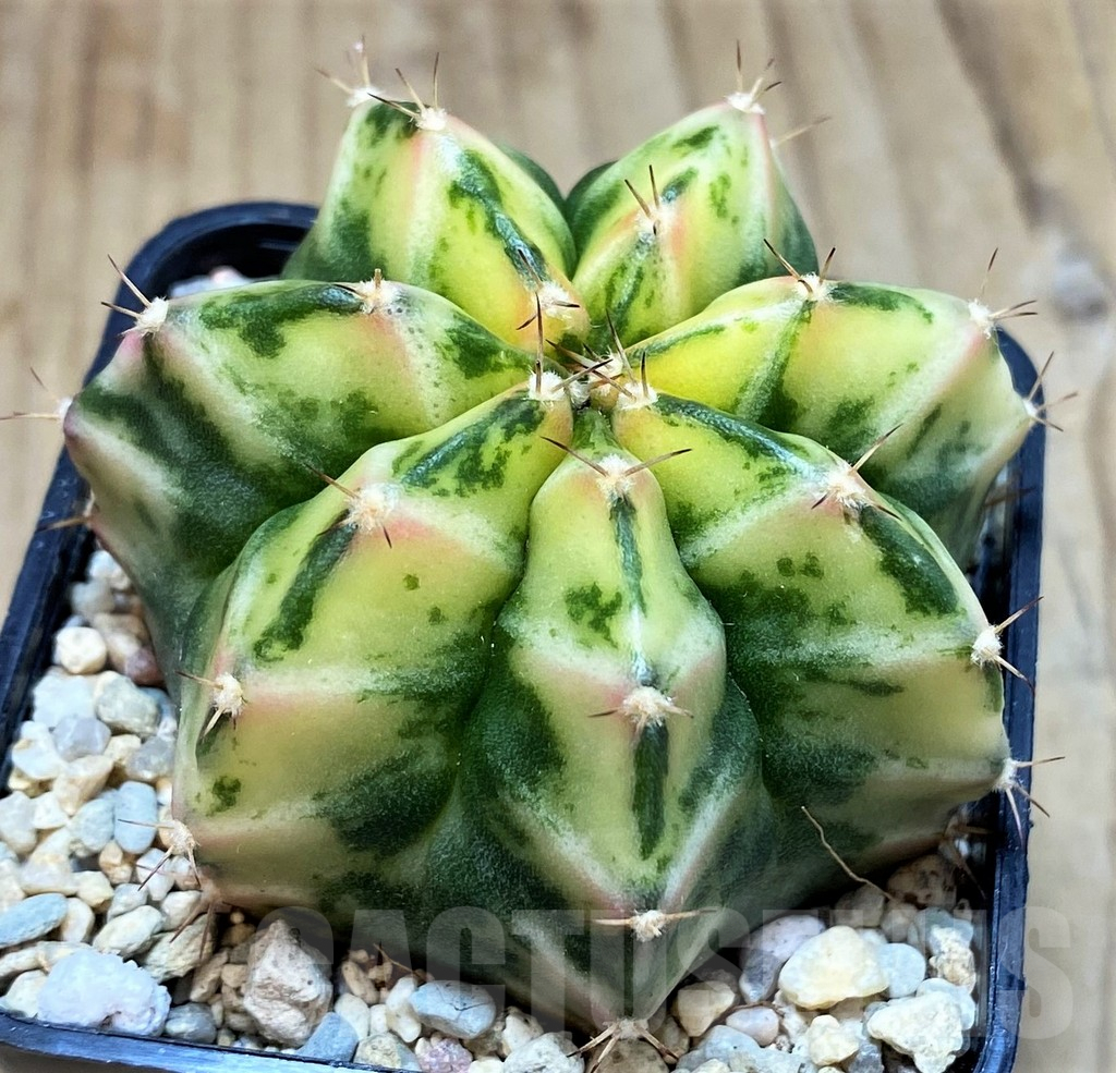 SH2192 Gymnocalycium mihanovichii 'White Bolt'