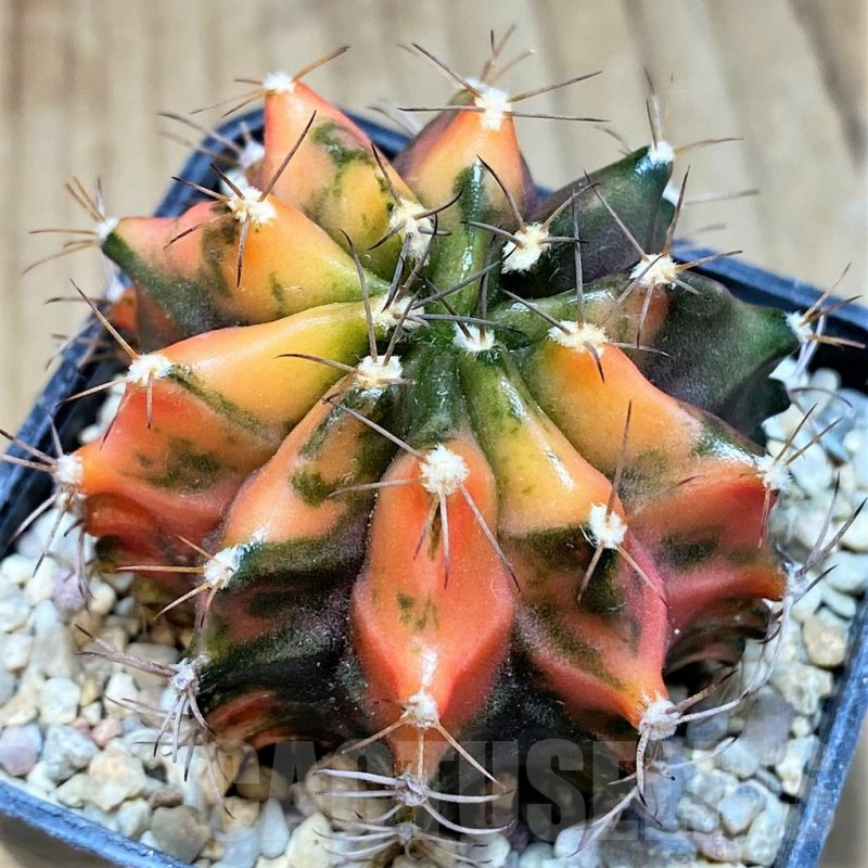 SH2194 Gymnocalycium mihanovichii f. variegata, seedling