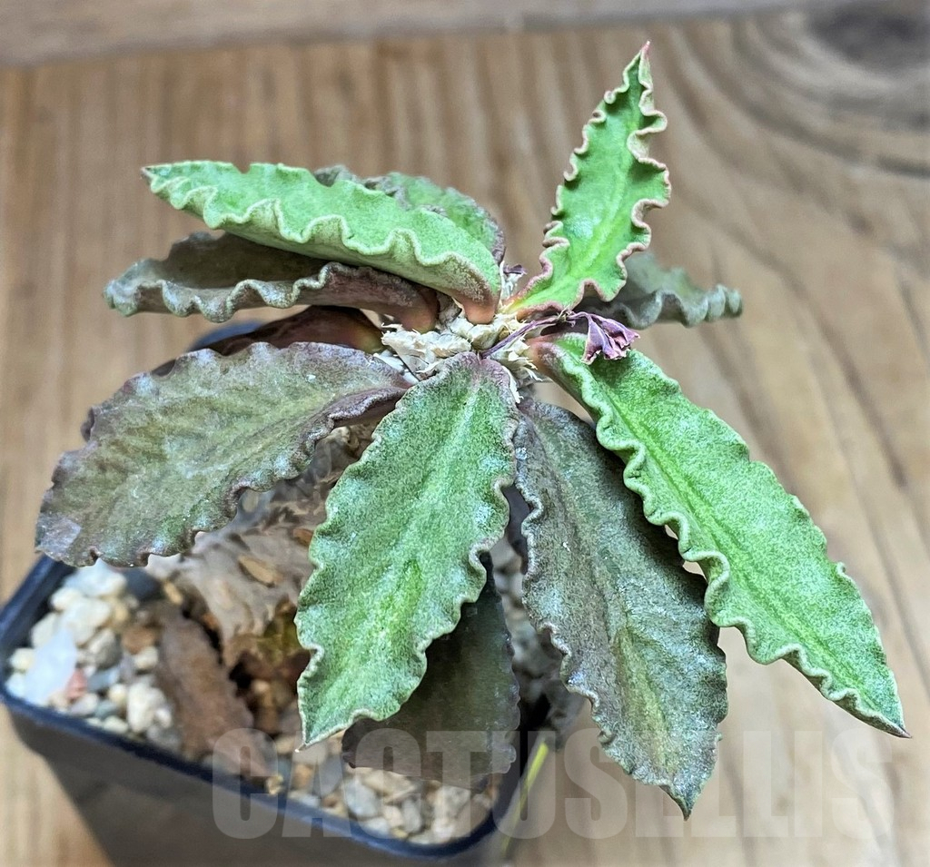 SH2163 Euphorbia decaryi