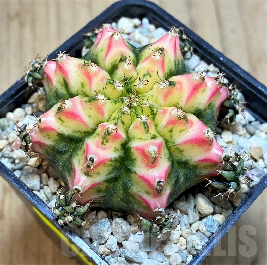 SH2197 Gymnocalycium mihanovichii 'Multicolor' - Image 2