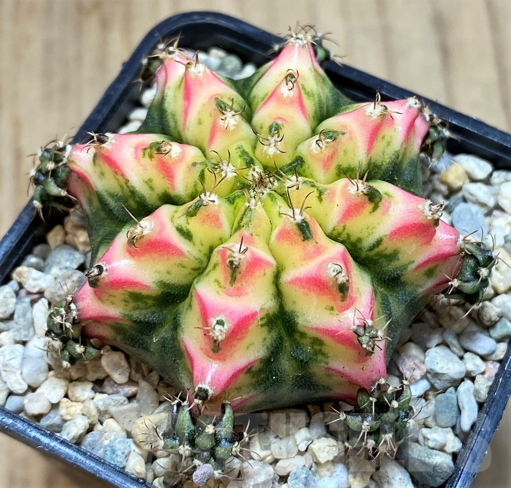 SH2197 Gymnocalycium mihanovichii 'Multicolor'