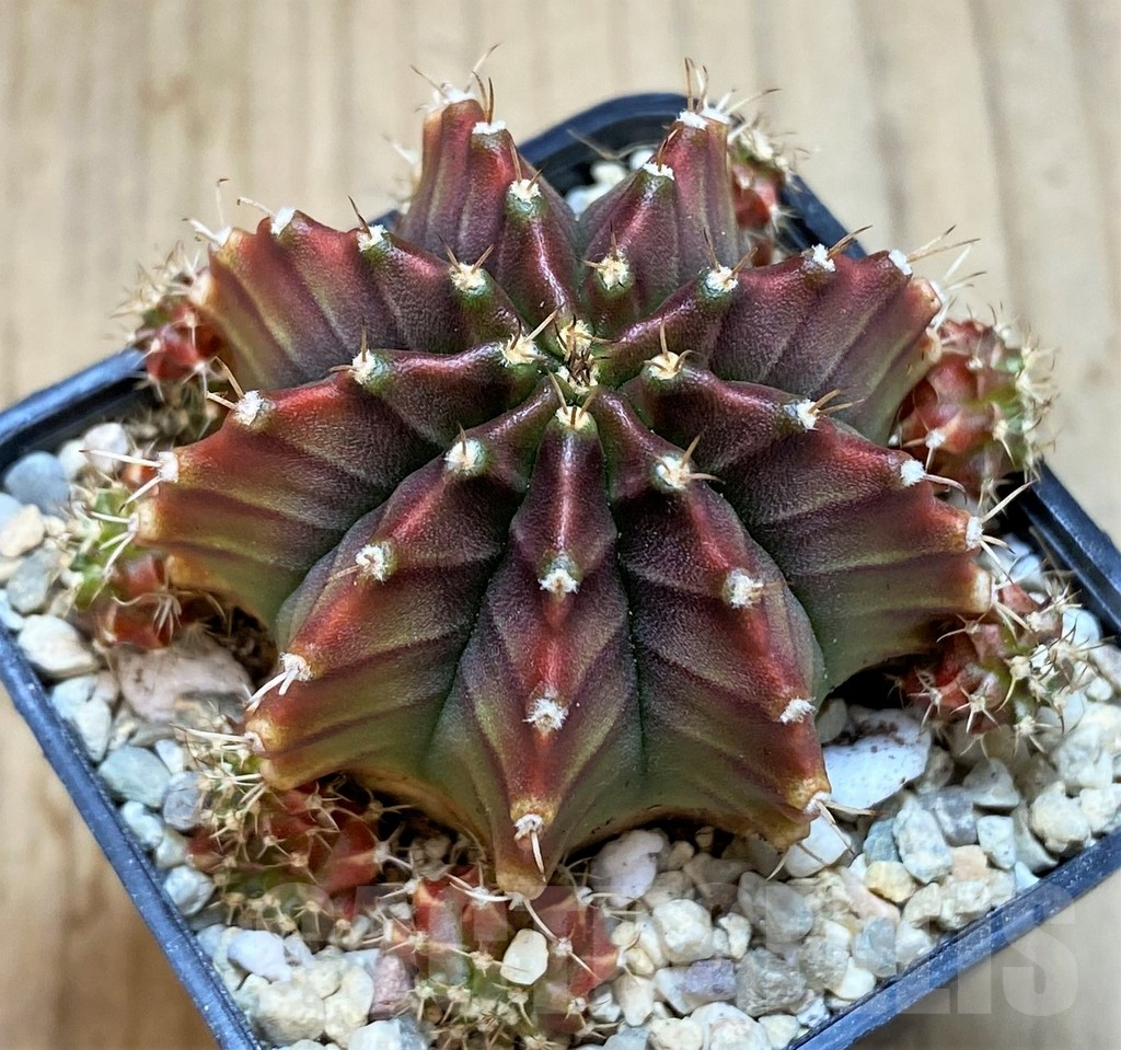 SH2200 Gymnocalycium mihanovichii 'Silamanee'