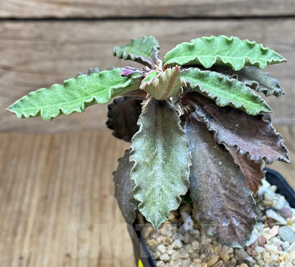 SH2163 Euphorbia decaryi - Imagen 2