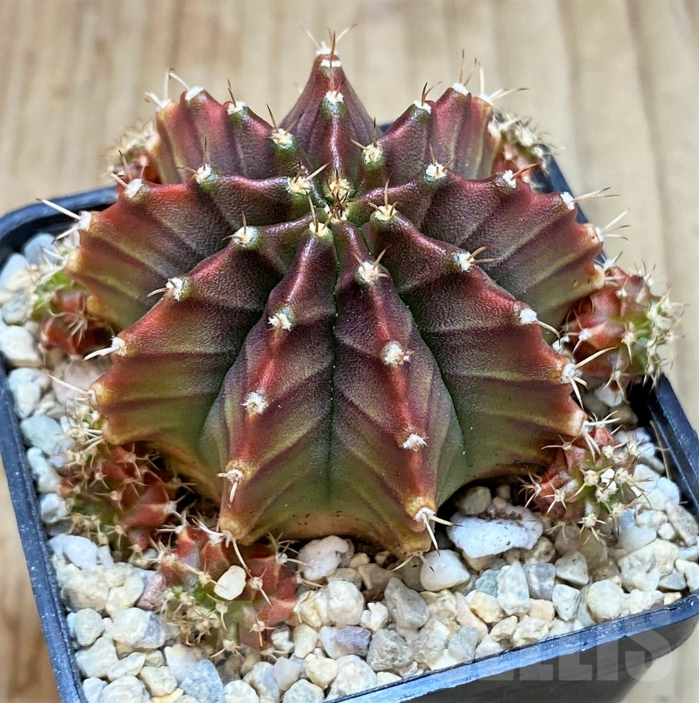 SH2200 Gymnocalycium mihanovichii 'Silamanee' - Imagen 2