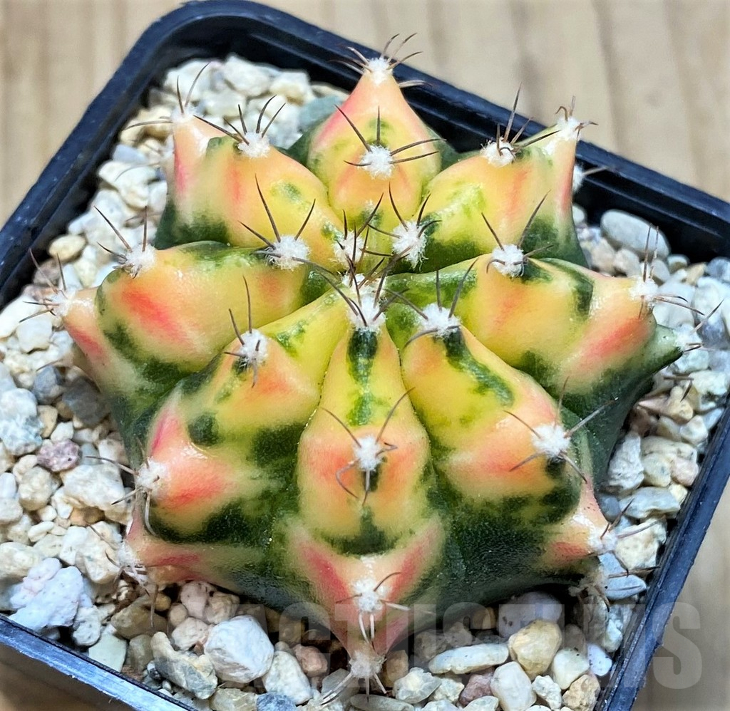 SH2203 Gymnocalycium mihanovichii ‘Orange Marcat’ – Image 2