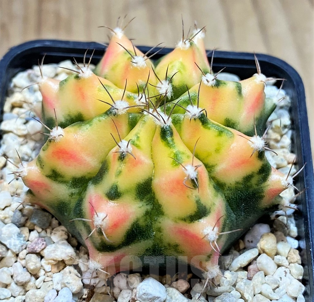 SH2203 Gymnocalycium mihanovichii ‘Orange Marcat’