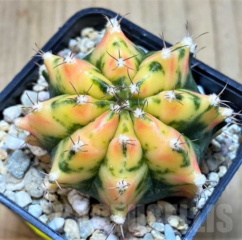 SH2204 Gymnocalycium mihanovichii ‘Orange Marcat’ - immagine 2