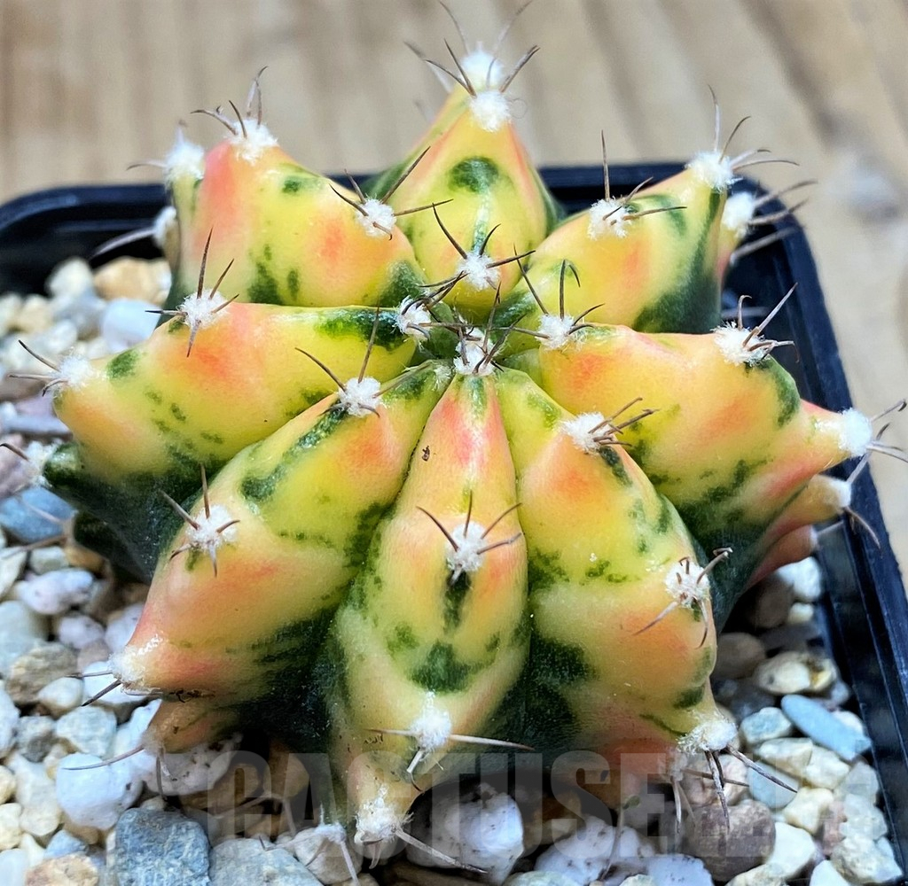 SH2204 Gymnocalycium mihanovichii ‘Orange Marcat’