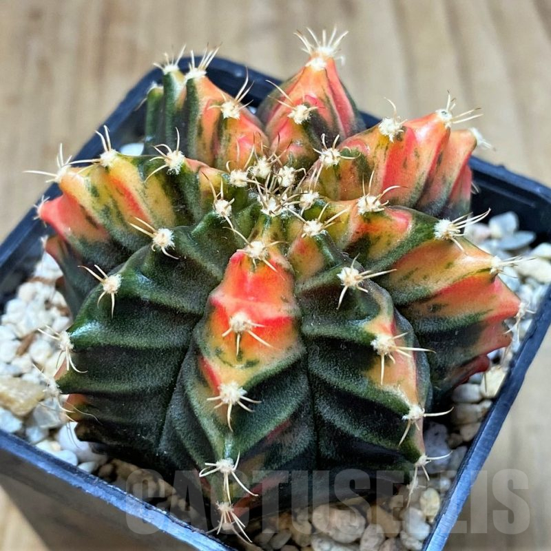 SH2206 Gymnocalycium mihanovichii 'Ma-No-Ra'