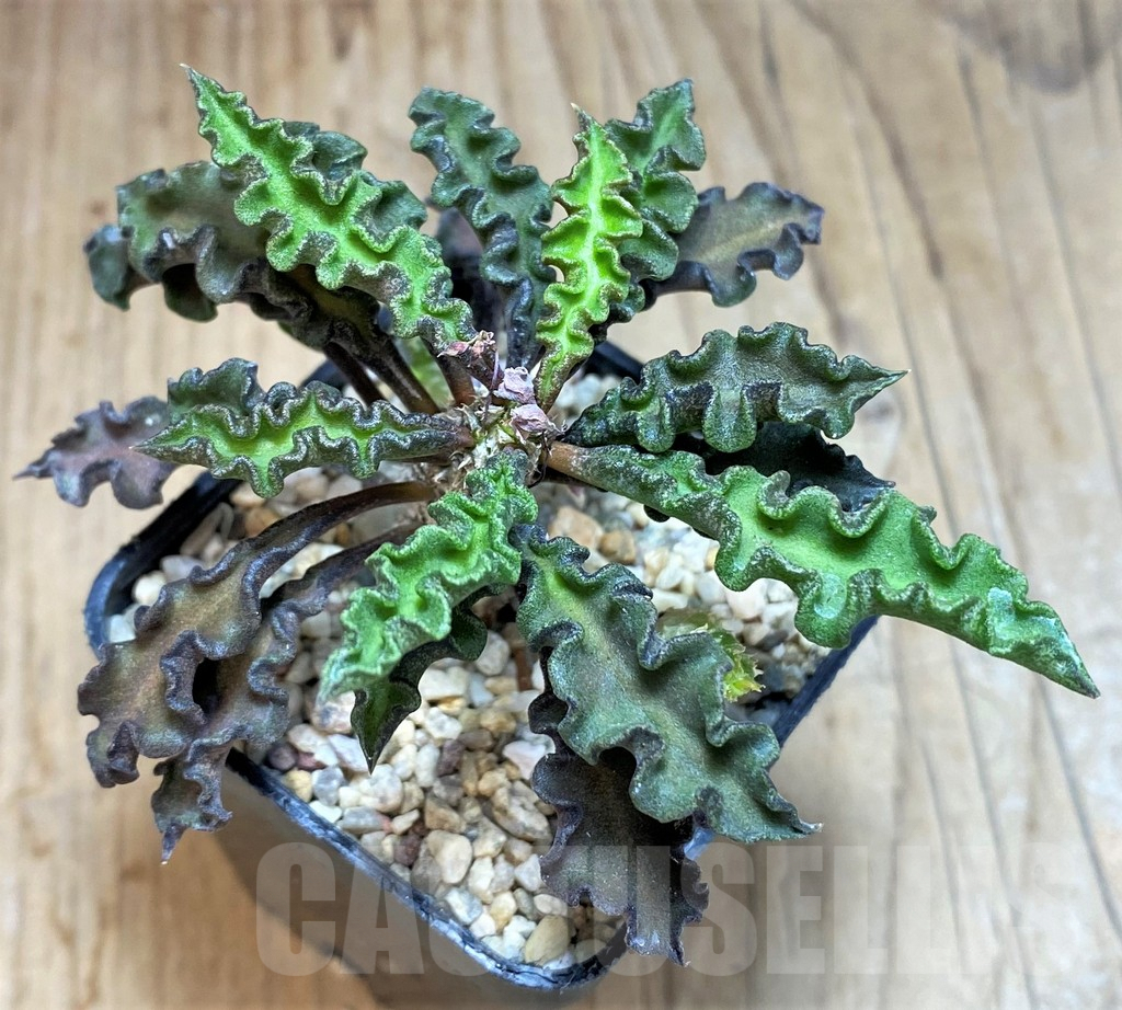 SH2164 Euphorbia decaryi v. spirosticha