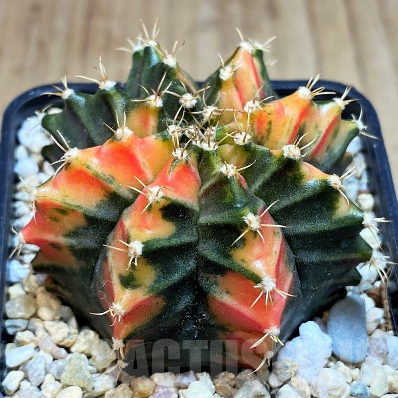 SH2207 Gymnocalycium mihanovichii 'Ma-No-Ra'