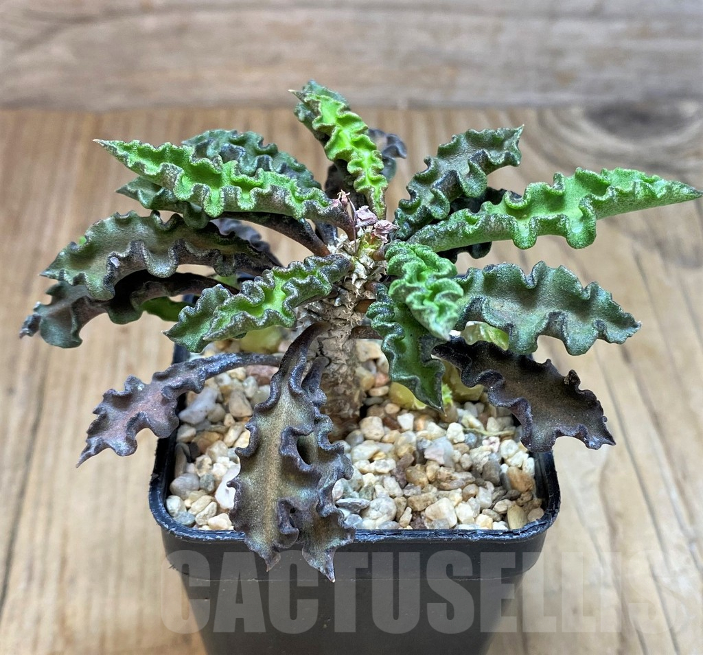 SH2164 Euphorbia decaryi v. spirosticha - immagine 2