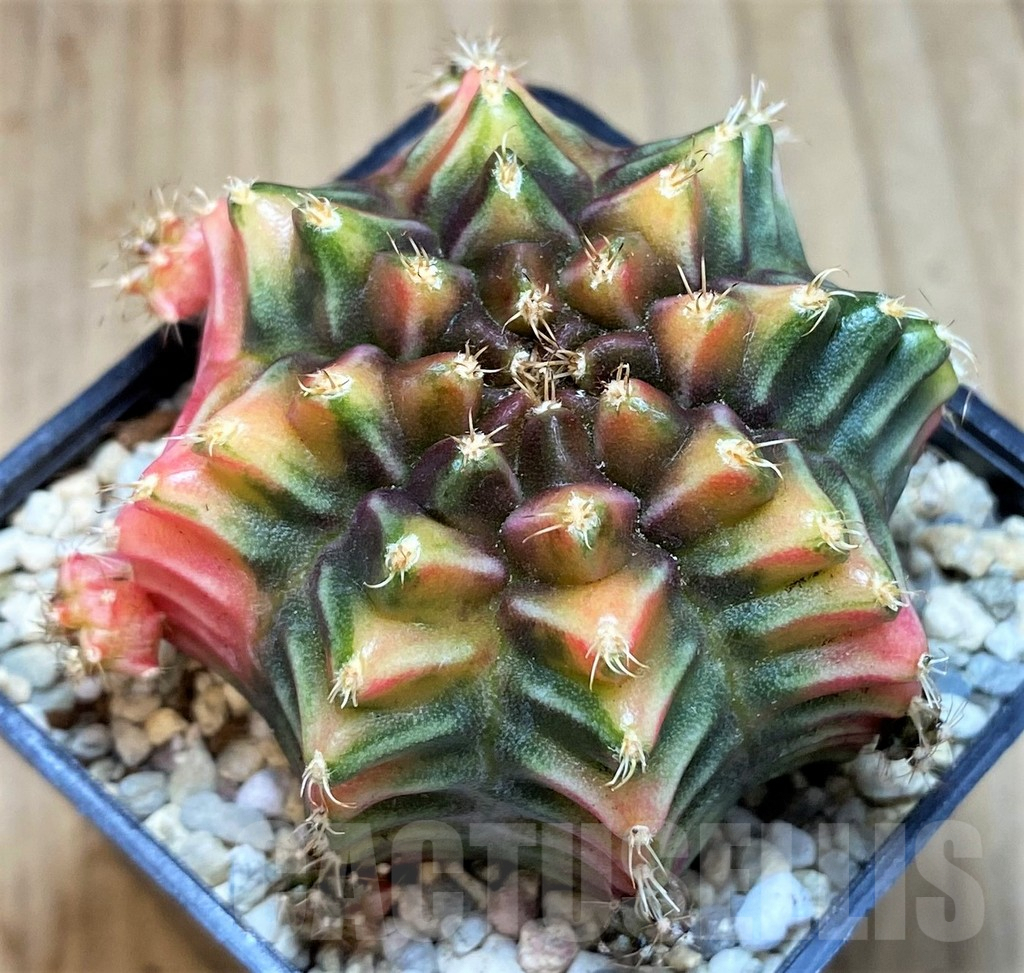 SH2211 Gymnocalycium mihanovichii BS