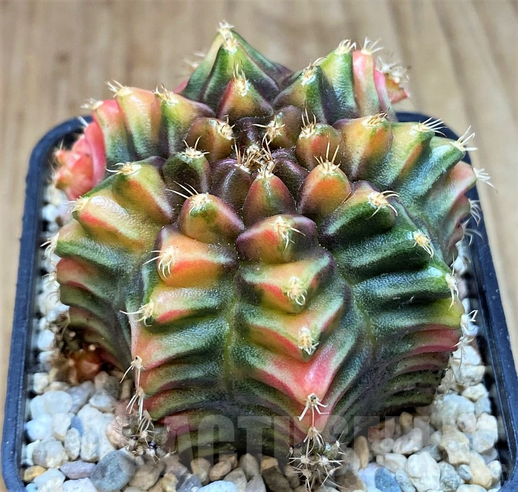 SH2211 Gymnocalycium mihanovichii BS - immagine 2