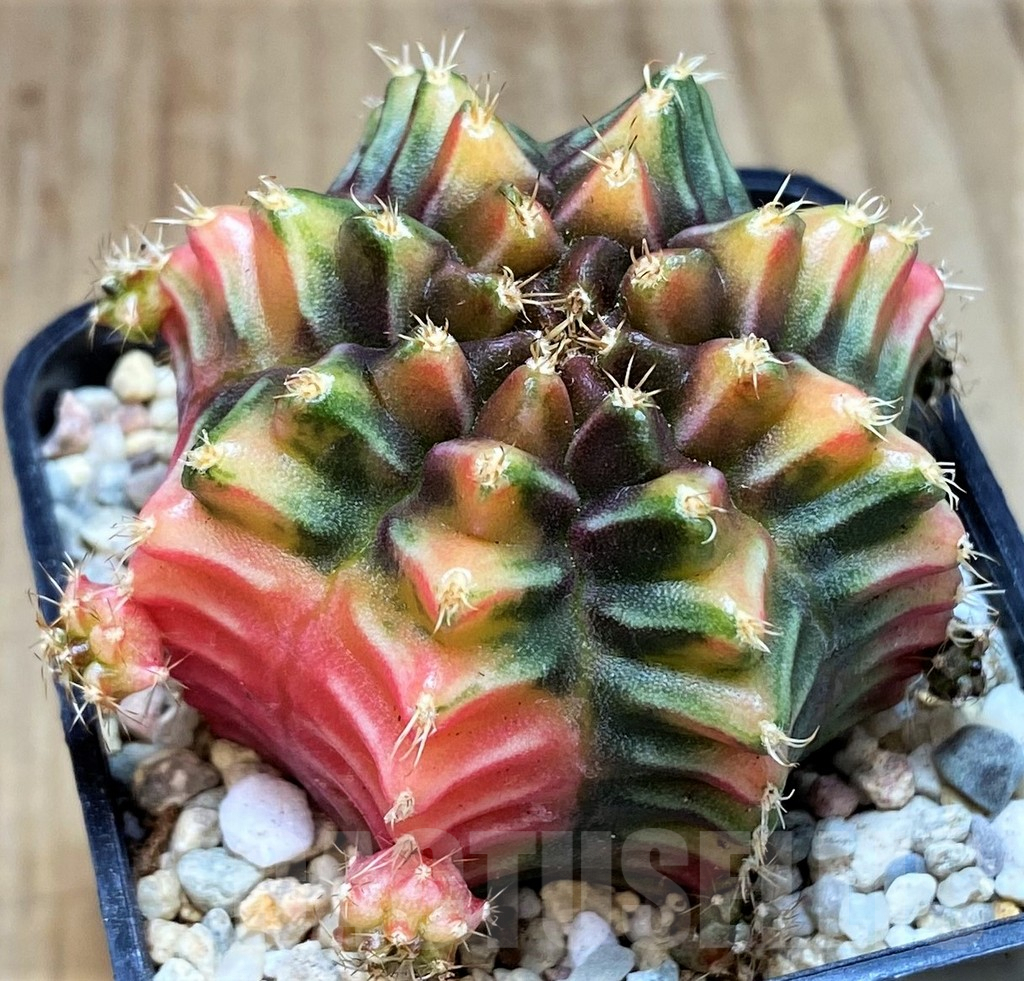 SH2211 Gymnocalycium mihanovichii BS - immagine 3