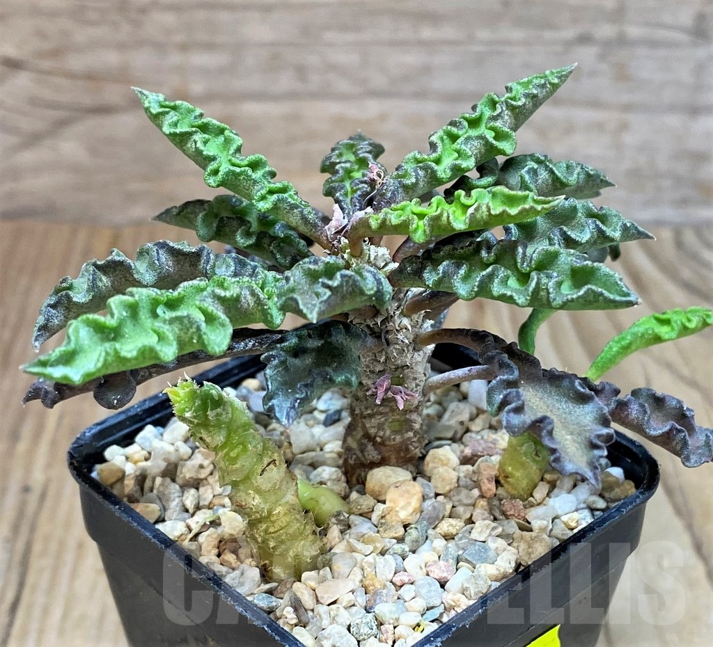 SH2164 Euphorbia decaryi v. spirosticha - immagine 3