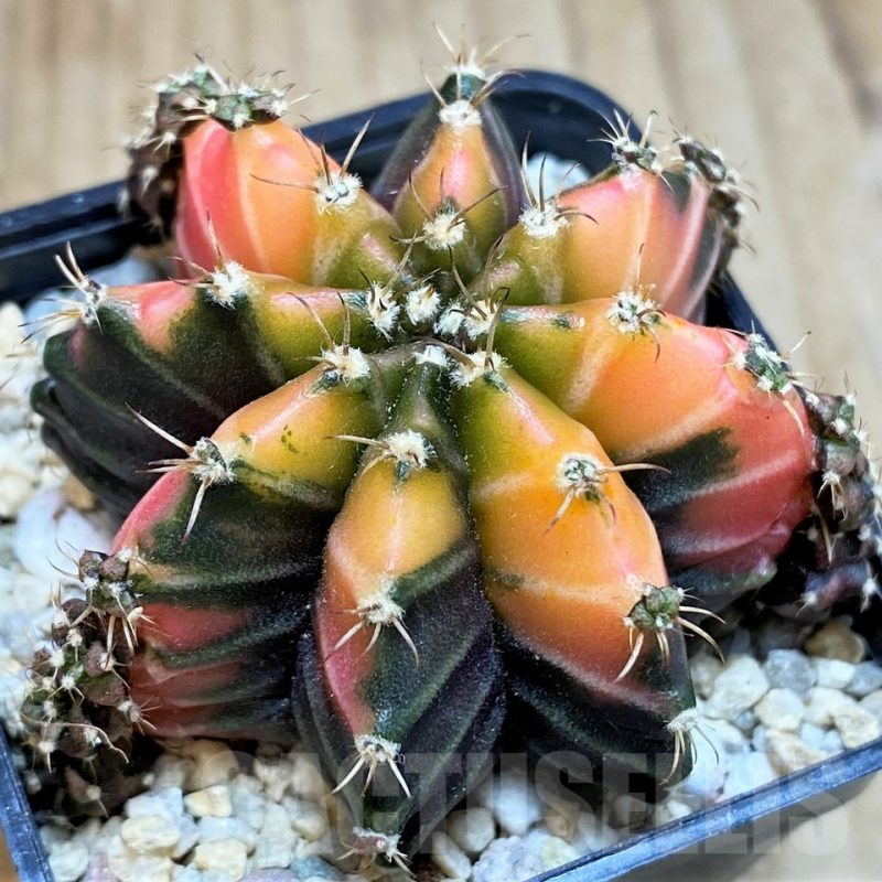 SH2214 Gymnocalycium mihanovichii 'Crystal Jelly'