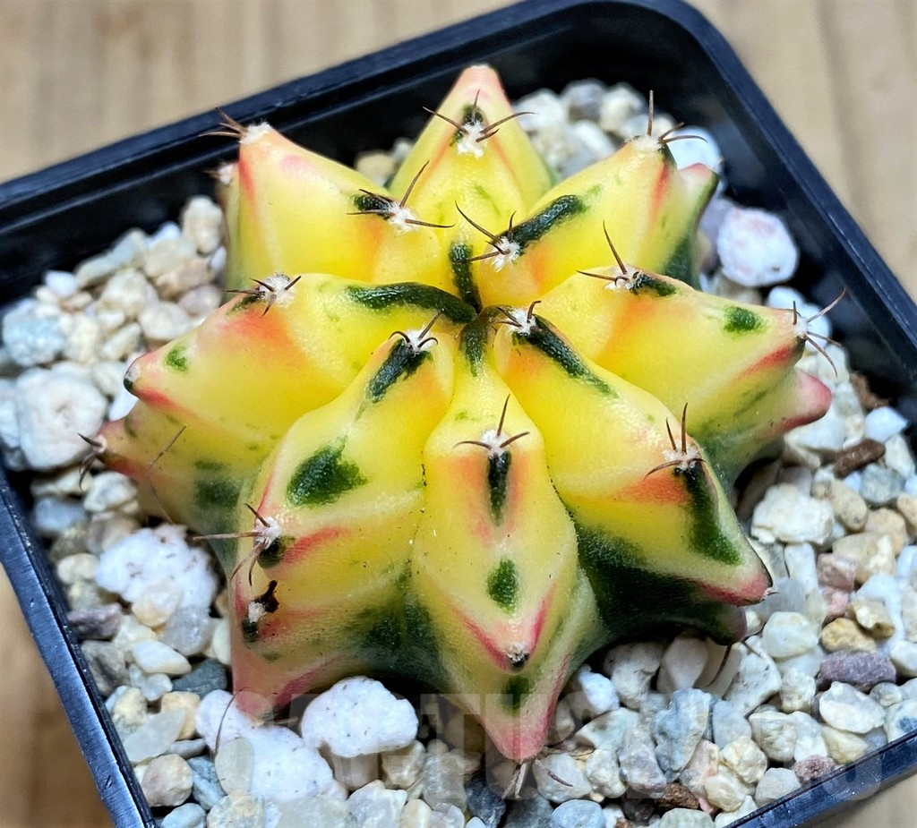 SH2215 Gymnocalycium mihanovichii BS3 - immagine 2