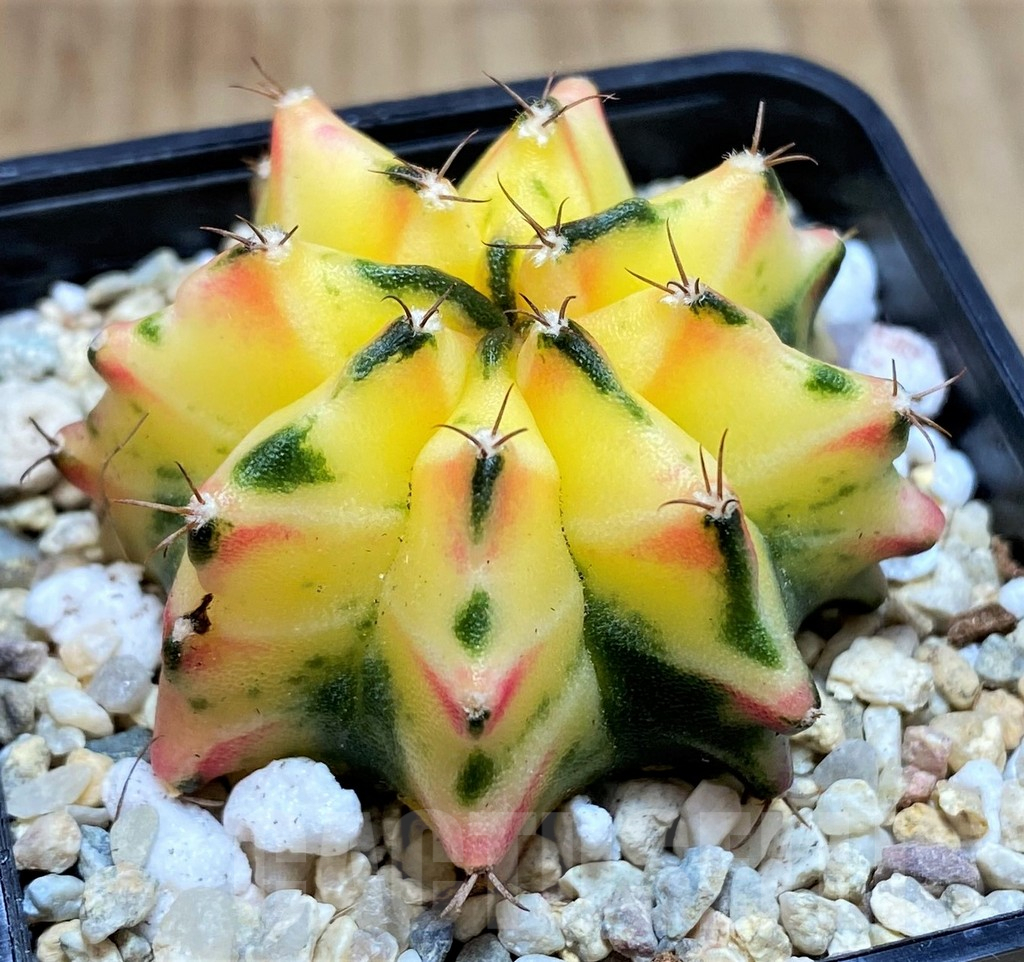 SH2215 Gymnocalycium mihanovichii BS3 - immagine 3