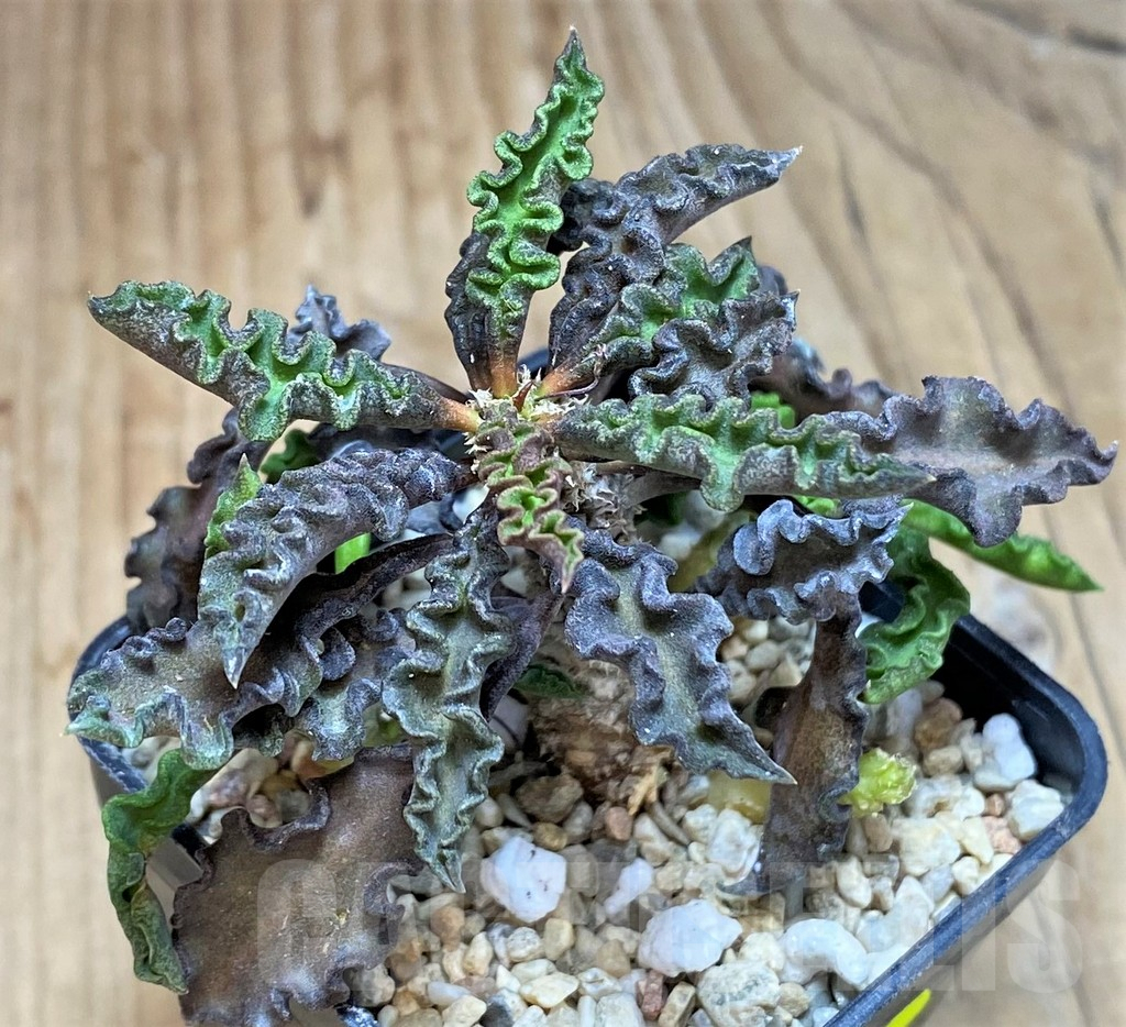 SH2165 Euphorbia decaryi v. spirosticha