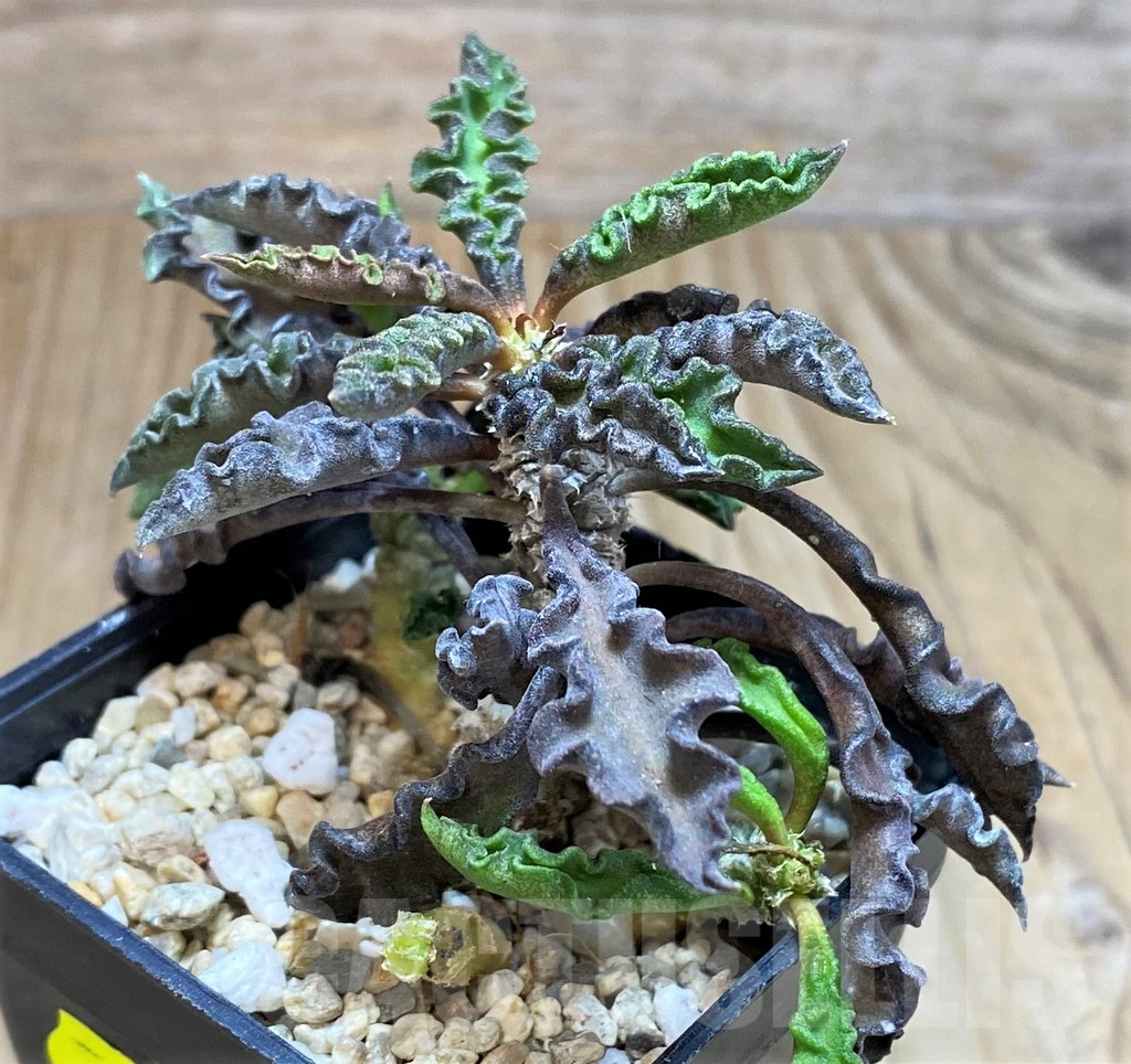 SH2165 Euphorbia decaryi v. spirosticha - immagine 2