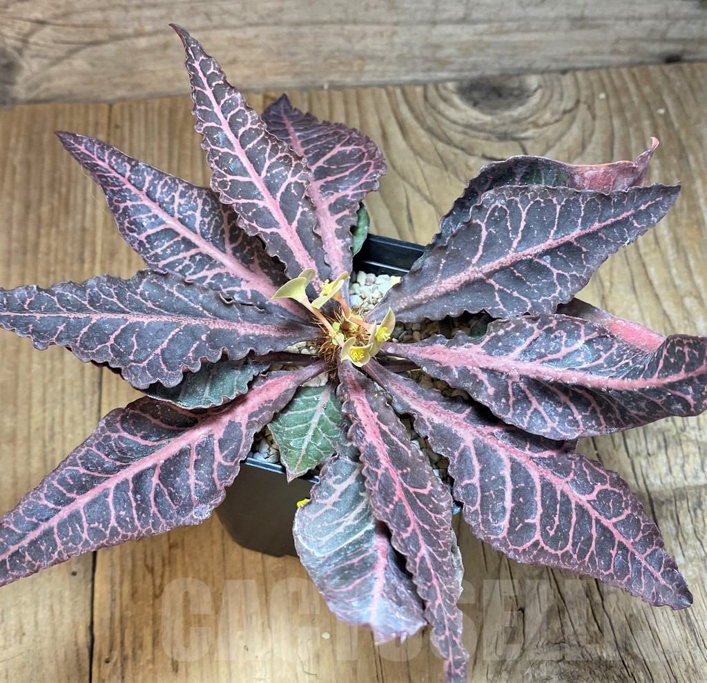 SH2167 Euphorbia francoisii - Зображення 2