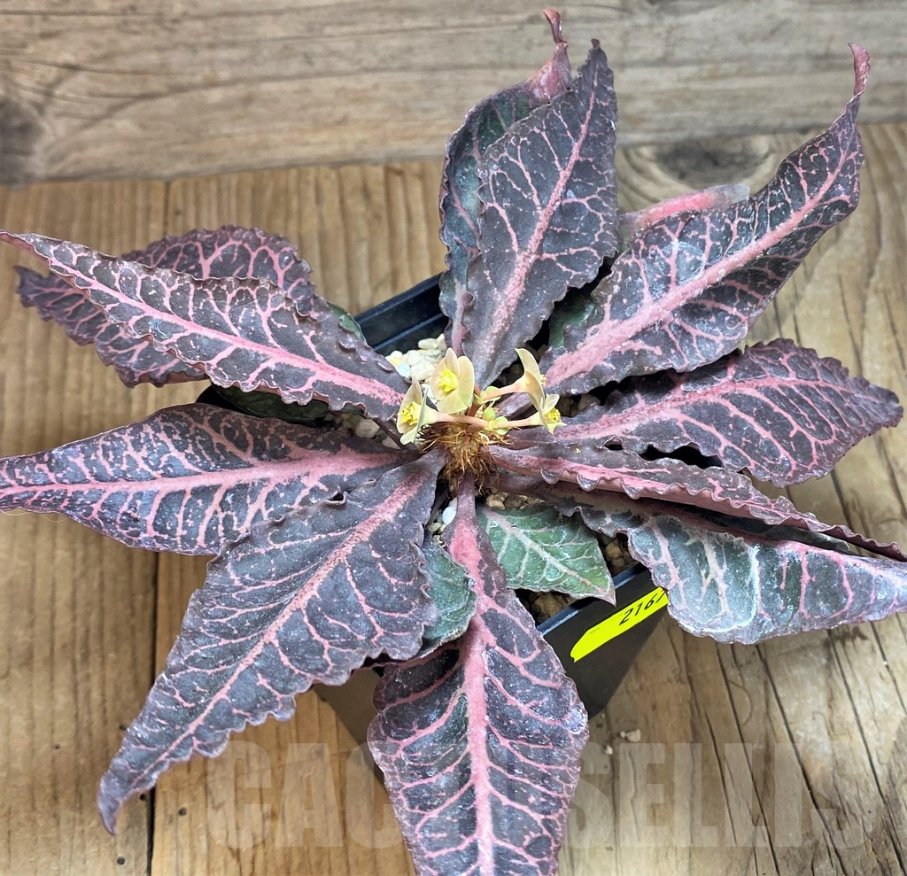 SH2167 Euphorbia francoisii