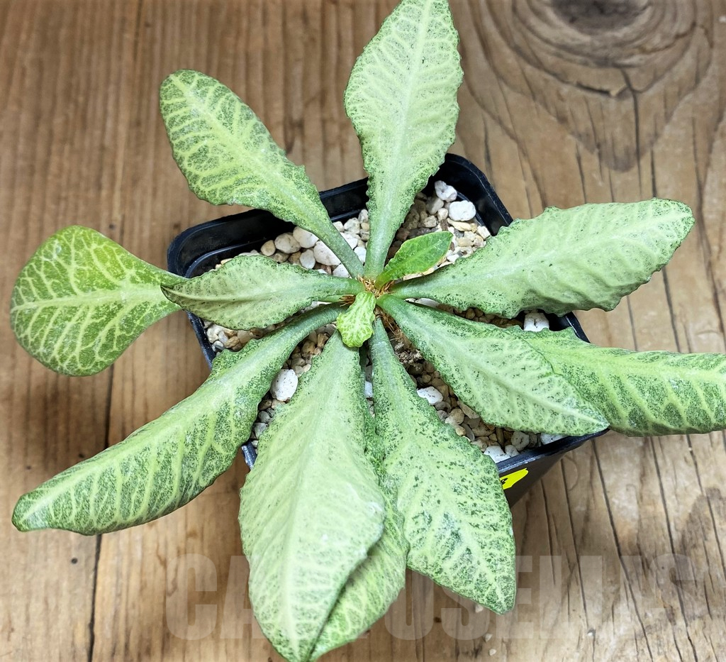 SH2168 Euphorbia francoisii