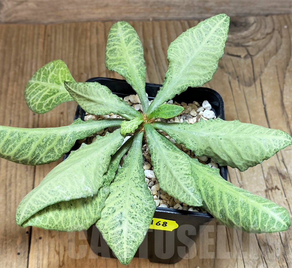 SH2168 Euphorbia francoisii - Зображення 2