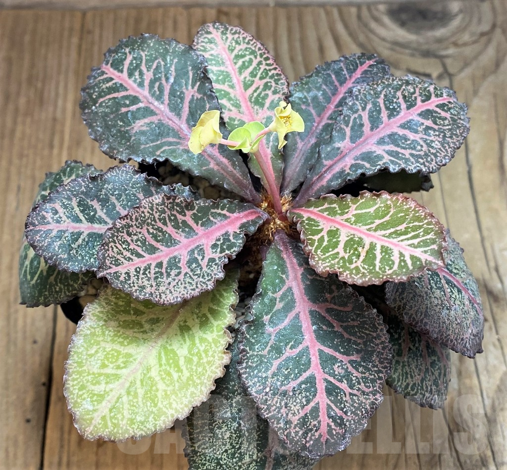 SH2169 Euphorbia francoisii