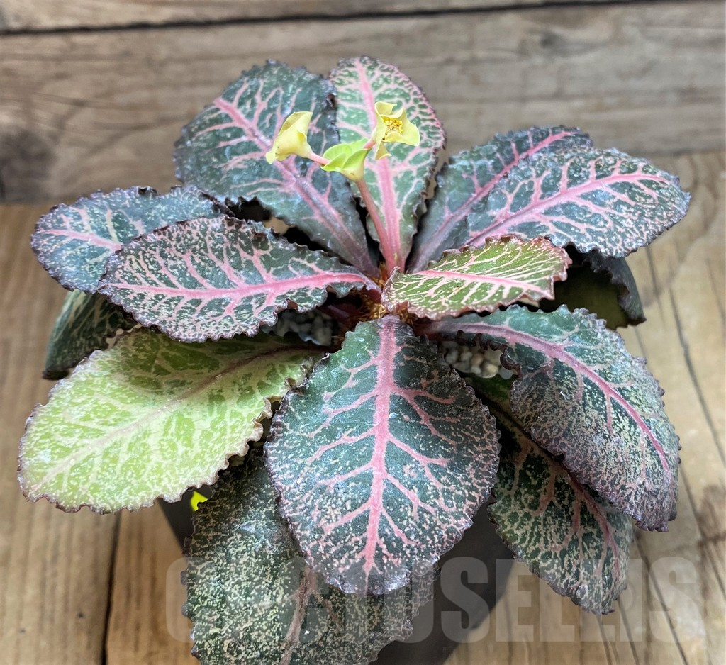 SH2169 Euphorbia francoisii - Зображення 2