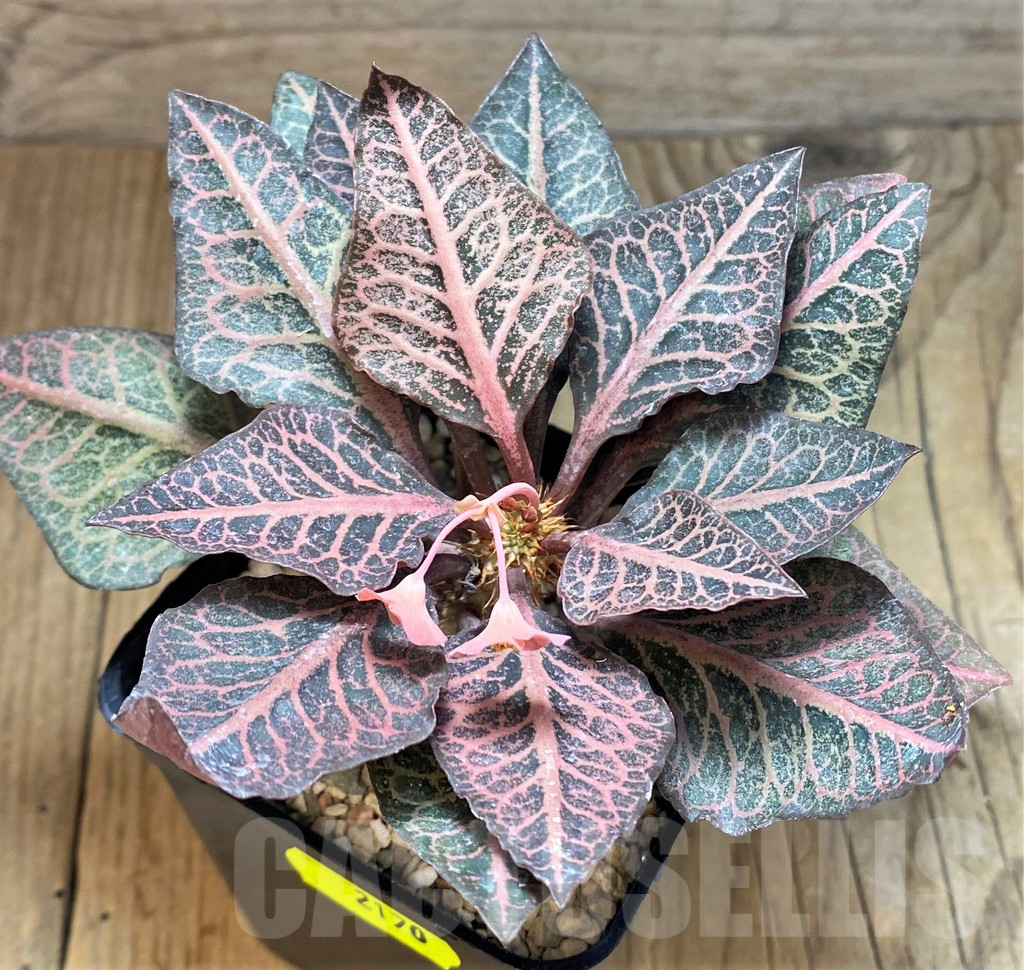 SH2170 Euphorbia francoisii