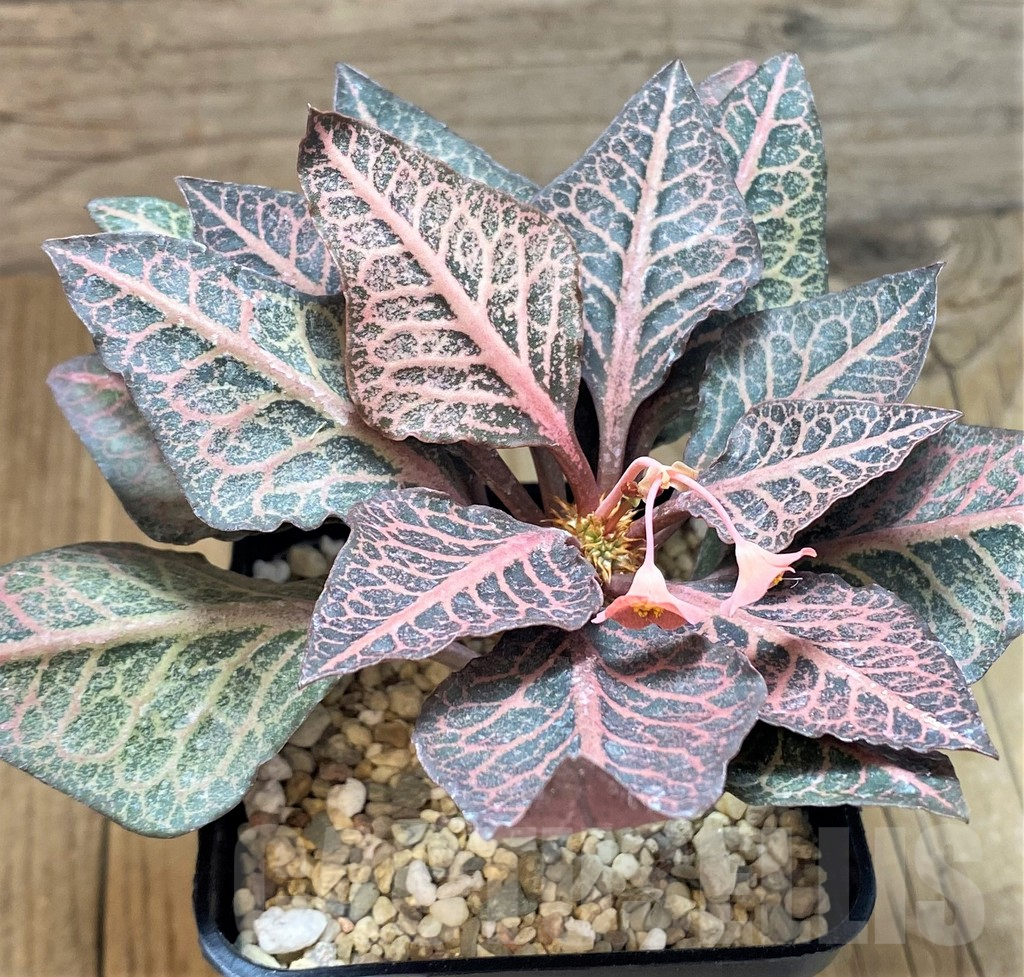 SH2170 Euphorbia francoisii - Obrázek 2