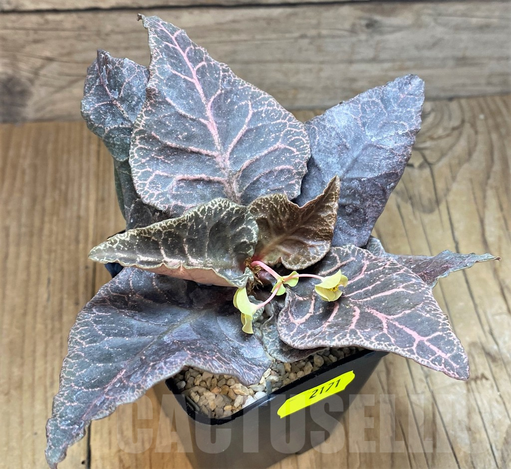 SH2171 Euphorbia francoisii – Image 2