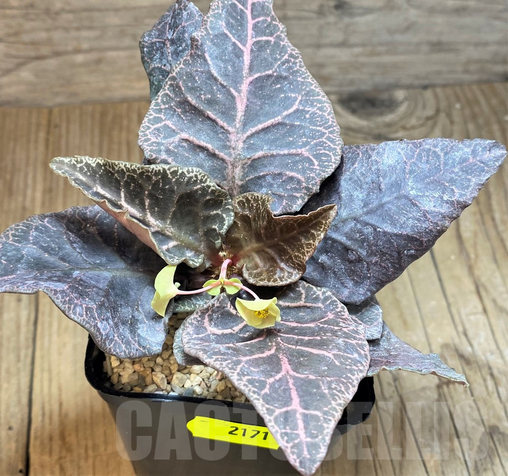 SH2171 Euphorbia francoisii